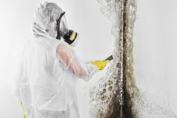 Best Residential Mold Remediation in Bangor Base, WA