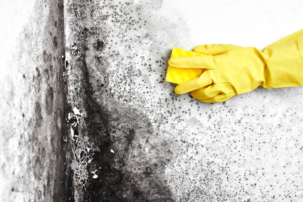 Best Mold Remediation for Schools in Bangor Base, WA