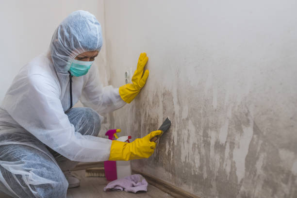 Best Residential Mold Remediation in Bangor Base, WA