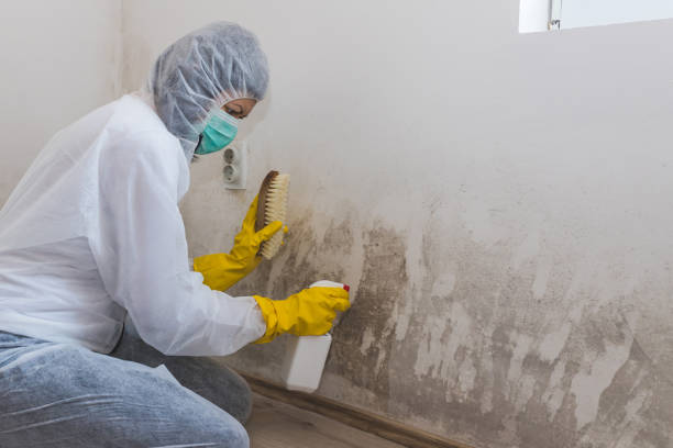 Best Localized Mold Remediation (e.g., coastal areas, humid climates) in Bangor Base, WA