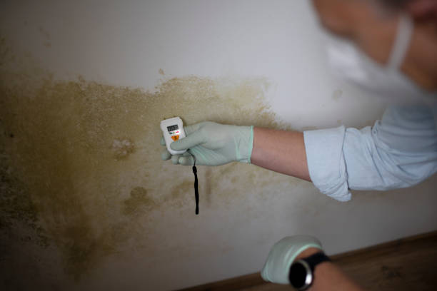 Best Post-Flood Mold Remediation in Bangor Base, WA