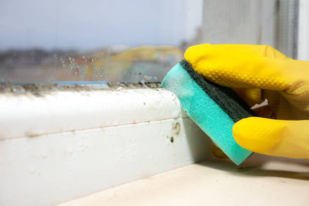 Best Emergency Mold Remediation in Bangor Base, WA