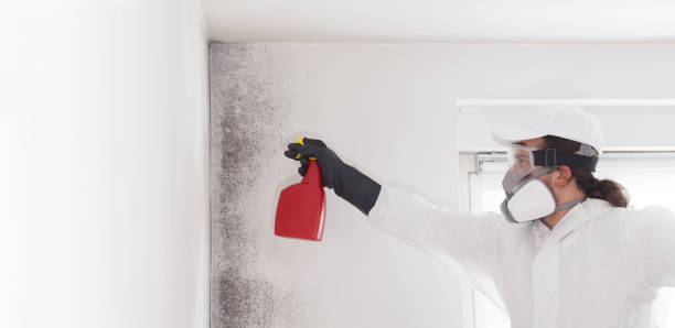 Best Insurance-Related Mold Remediation in Bangor Base, WA