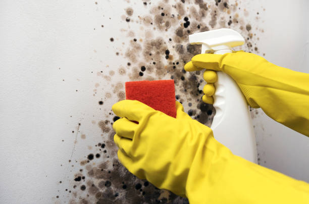 Professional Mold Remediation in Bangor Base, WA