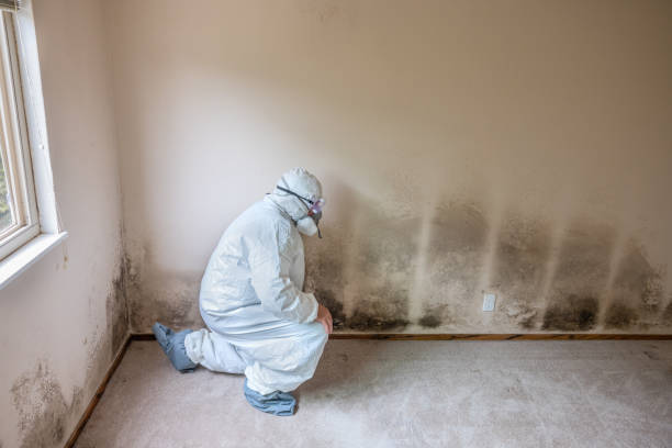 Best Basement Mold Remediation in Bangor Base, WA