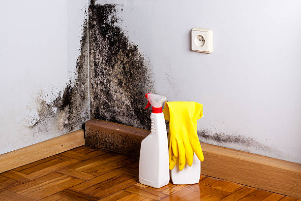 Best Mold Remediation for Schools in Bangor Base, WA