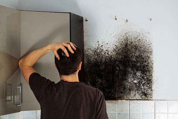 Best Residential Mold Remediation in Bangor Base, WA